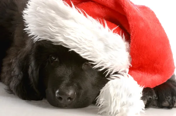 Newfoundland štěně nosit klobouk santa — Stock fotografie