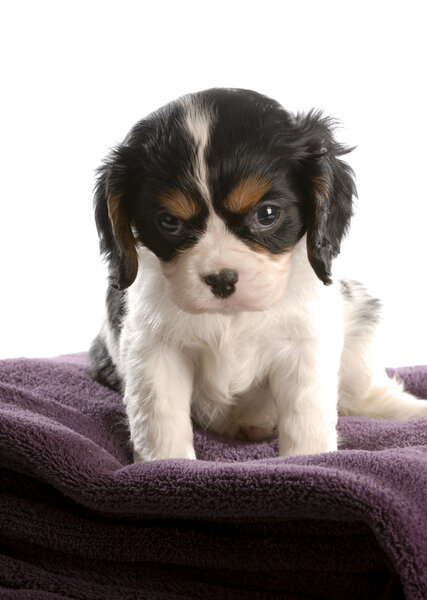 six week old tri color cavalier king charles spaniel puppy