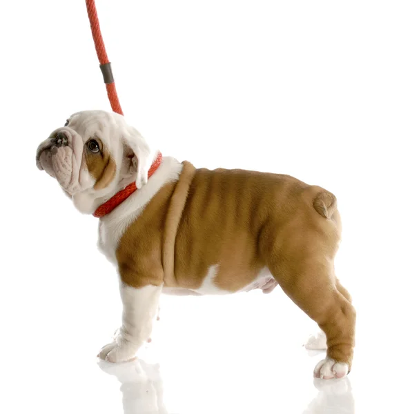Chiot bulldog anglais de neuf semaines en laisse rouge — Photo