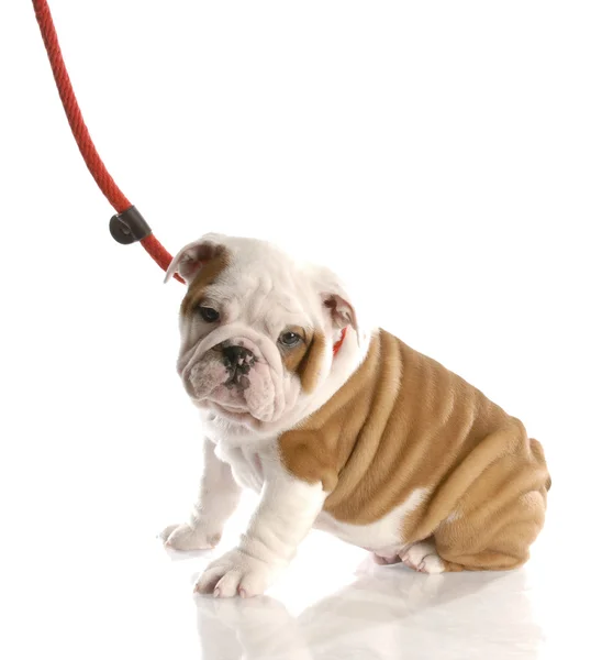 Negen week oud Engels bulldog pup op een leiband vergadering — Stockfoto