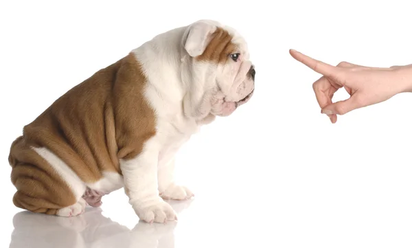 Personas mano meneando dedo a nueve semanas de edad bulldog inglés cachorro — Foto de Stock