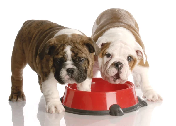 Twee negen weken oude Engels bulldogs puppies en een rode hond eten schotel — Stockfoto