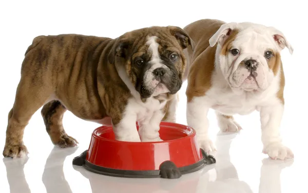 Due cuccioli di bulldog inglesi di nove settimane e un piatto di cibo per cani rossi — Foto Stock