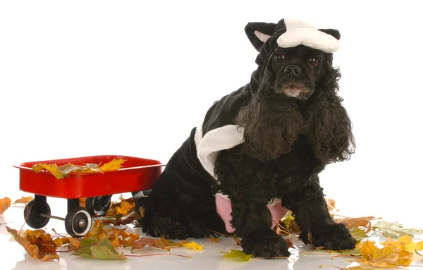 American cocker spaniel dressed up as a cow in autumn setting — Stock Photo, Image