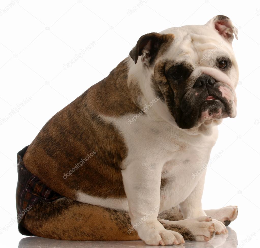 english bulldog wearing hot pants because she is in season or heat