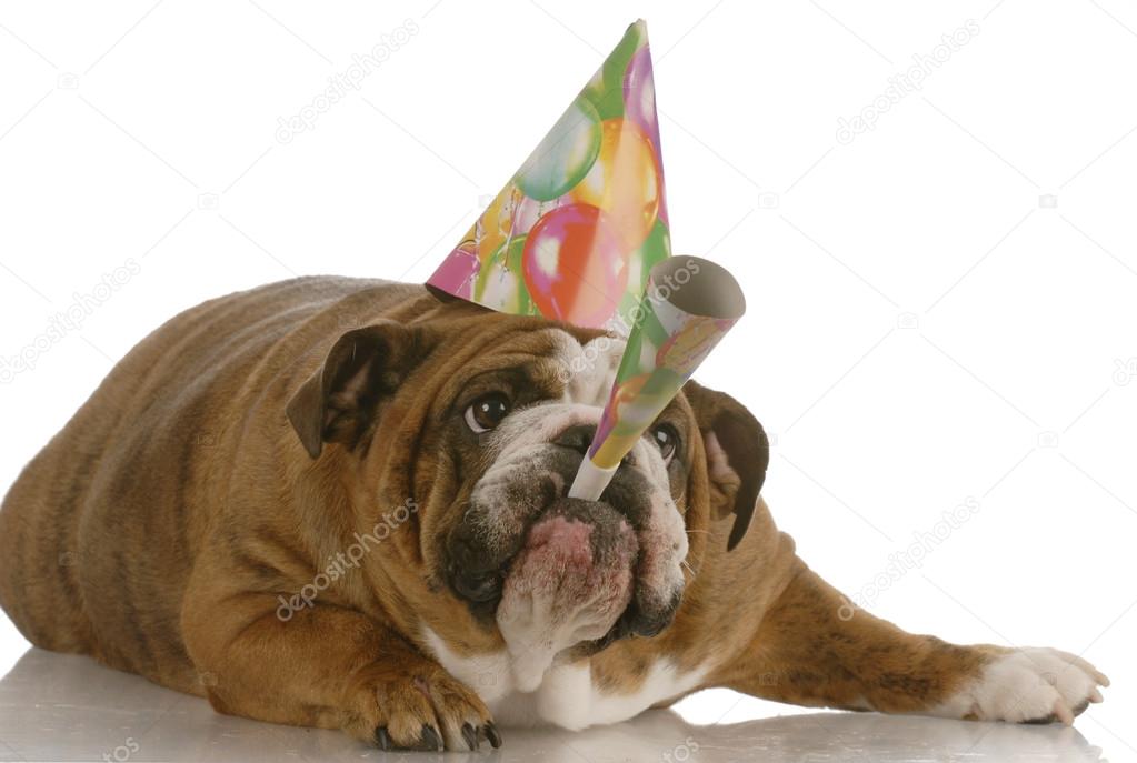english bulldog birthday dog wearing hat and blowing on horn