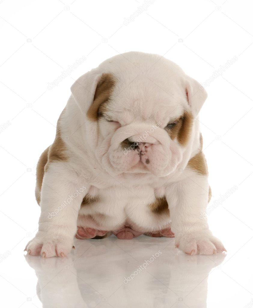 Four week old english bulldog puppy sitting with sour looking expression Stock Photo by