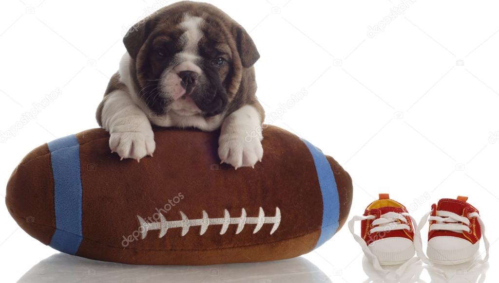 english bulldog puppy playing with football sitting beside running shoes