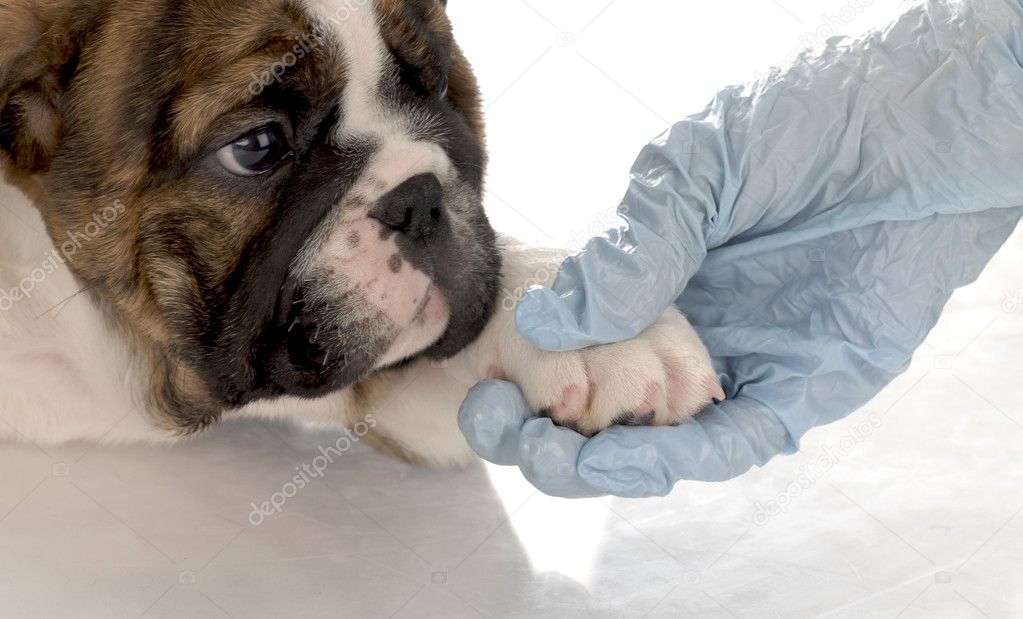 english bulldog puppy with paw being held by gloved hand