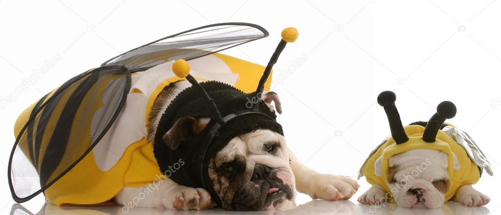 蜂に扮 2 英語ブルドッグの子犬 ストック写真 C Willeecole