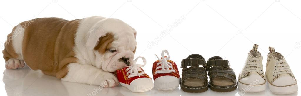 english bulldog puppy chewing line of shoes - seven weeks old