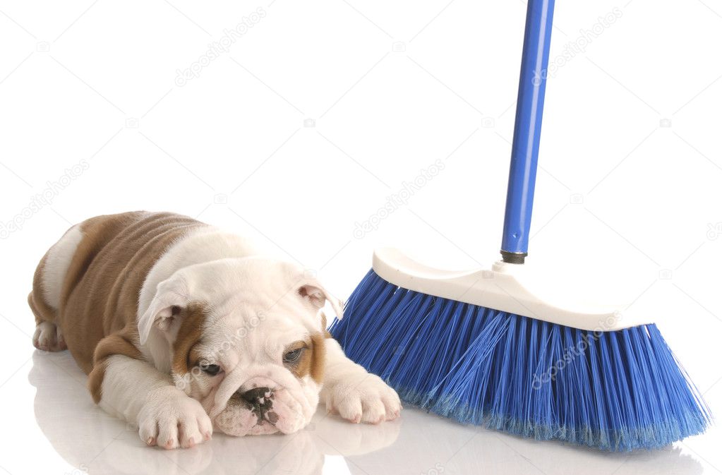 english bulldog puppy laying beside a blue broom