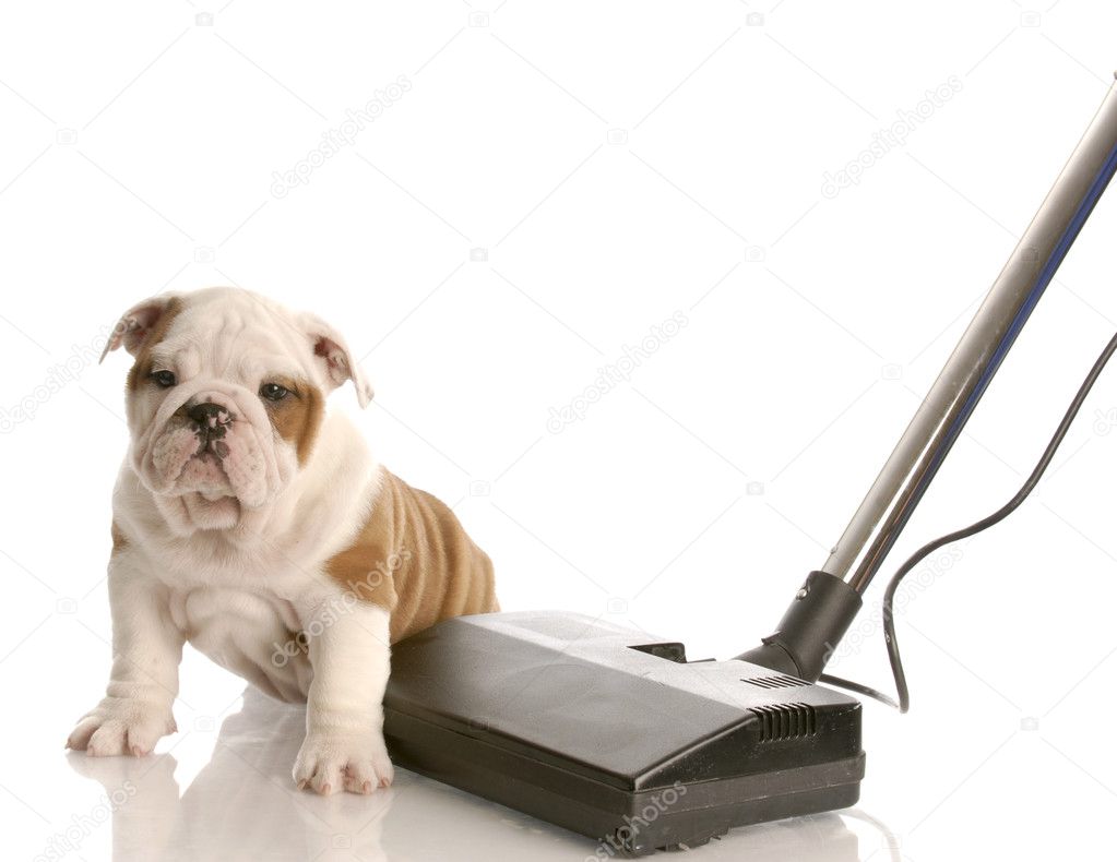 english bulldog puppy sitting beside vacuum