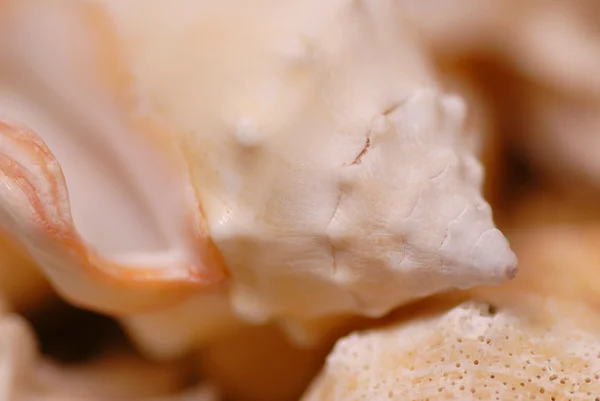 Close up detalhes de conchas com profundidade de campo rasa — Fotografia de Stock