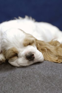 9 haftalık kırmızı ve beyaz Amerikan cocker spaniel yavru uyku