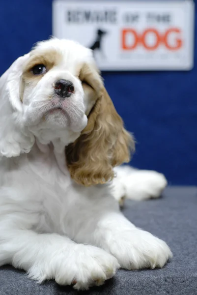 9 haftalık Amerikan cocker spaniel yavru — Stok fotoğraf