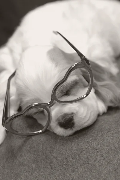 9-недельный американский кокер-спаниель щенок в очках в форме сердца — стоковое фото