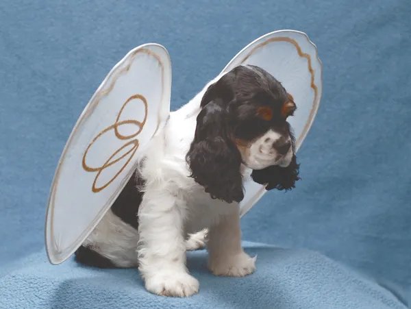 9 semanas viejo cocker spaniel ángel cachorro con un halo roto — Foto de Stock