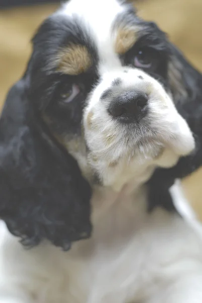 9 semanas de edad cachorro americano cocker spaniel con enfoque selectivo en la nariz de los perros — Foto de Stock
