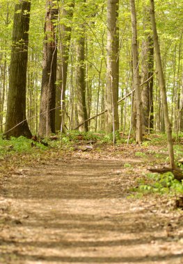 Erken Bahar orman yolu