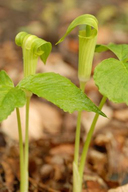 Kriko kürsüde ya da Arisaema triphyllum