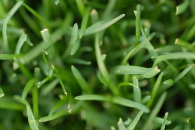 çim kesme arka plan ile sığ derinlik-in tarla