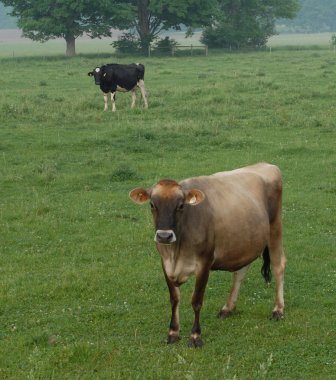 iki süt ineği kırsal ontario, mera out