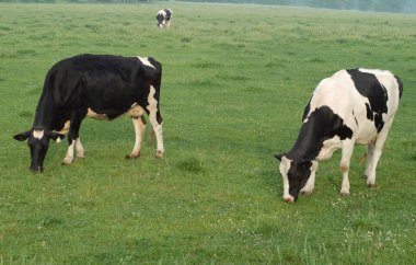 Güneybatı Ontario 'da otlayan Holstein İnekleri