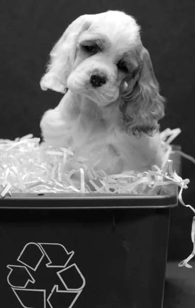 9 week old american cocker spaniel puppy in recycle bin — Stock Photo, Image