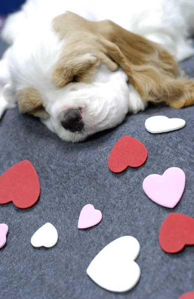 9 semanas de idade vermelho e branco americano cocker spaniel cachorro — Fotografia de Stock