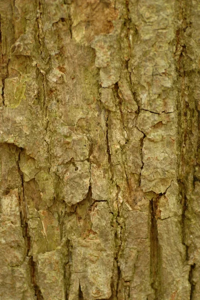 Bark of basswood or tilia americana tree — Stock Photo, Image