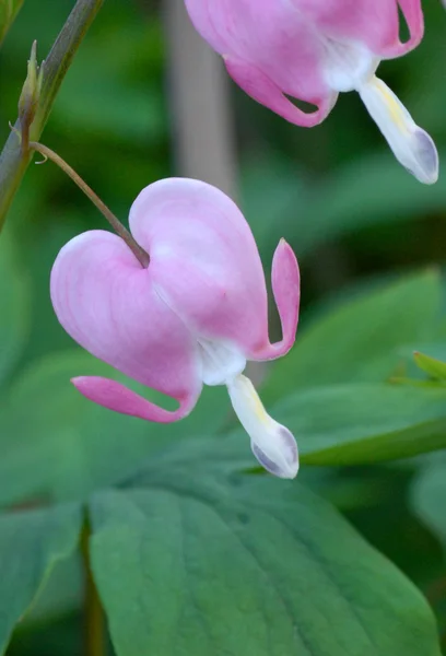 Bleeding heart or dicentra in full bloom — Stock Photo, Image