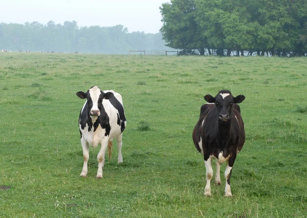 Two dairy cattle or holsteins out in a pasture in rural ontario — Stock Photo, Image