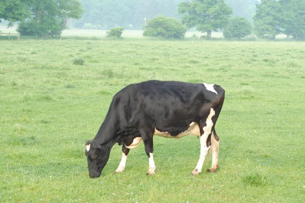 Grazing holstein or dairy cow out in pasture in rural ontario — Stock Photo, Image