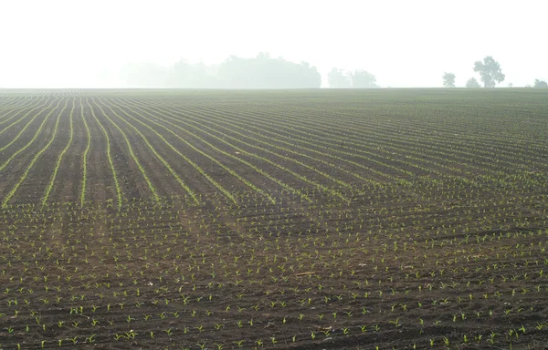 Vidéki ontario mezőjében fiatal kukorica sorok — Stock Fotó