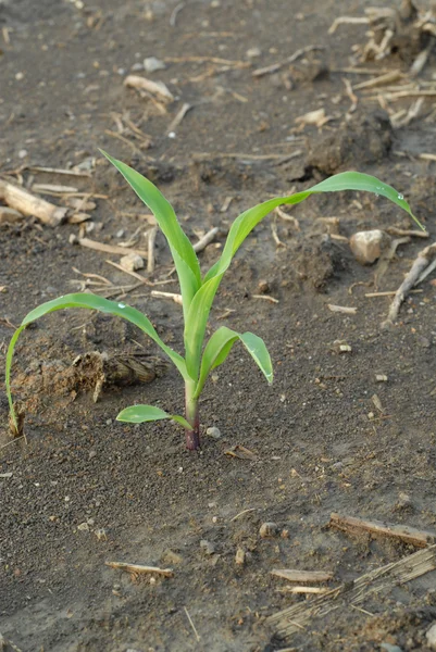 Young corn plant in field in rural ontario — Stock Photo, Image