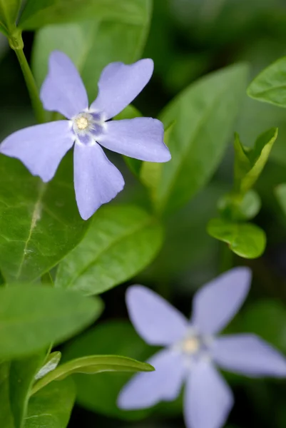 Considered a invasive weed in United States and Australia — Stock Photo, Image