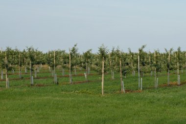Ontario 'daki meyve bahçesinde sıralanmış genç elma ağaçları.