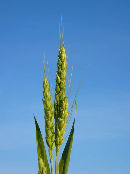 Wczesnym latem pszenicy upraw przed jasny niebieski niebo — Zdjęcie stockowe