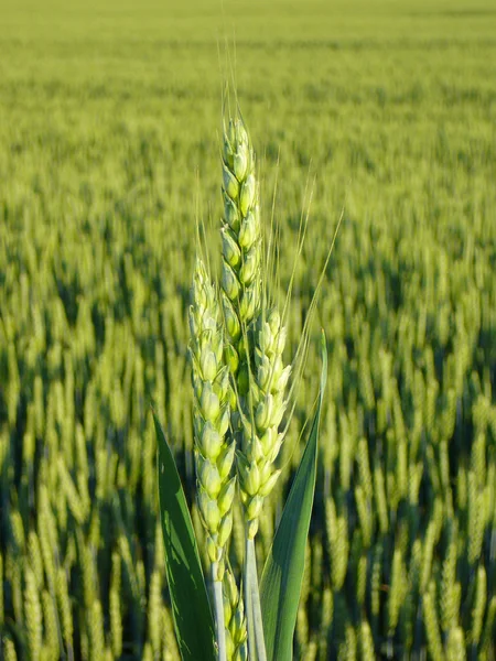 Wczesnym latem pszenicy upraw z Poitou ontario — Zdjęcie stockowe