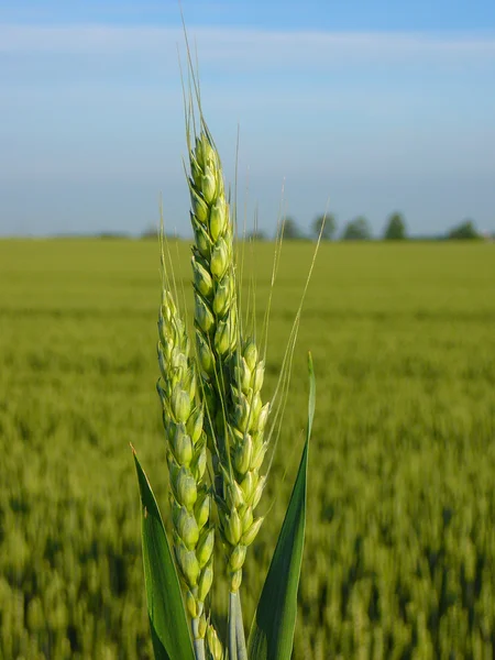 初夏小麦作物从南西安大略 — 图库照片