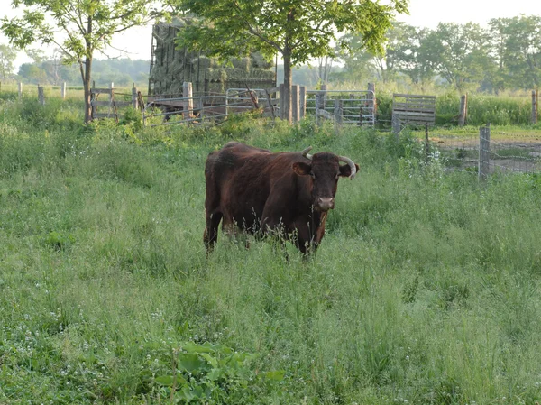 Cow out in pasture in south western ontario — Stock Photo, Image