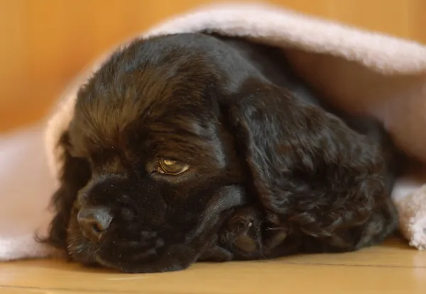 Cocker spaniel köpek yavrusu pembe battaniyenin altında dikizliyor. — Stok fotoğraf