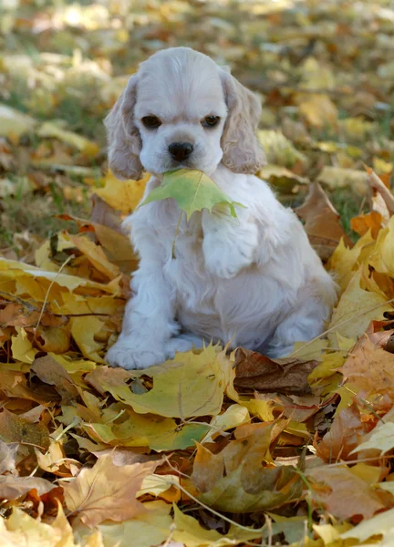 Cocker spaniel puppy playing in the autumn leaves — Stock Photo, Image