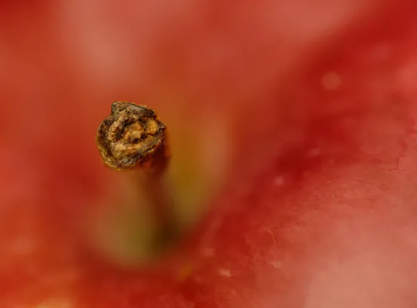 Extreme close up on the stem of a macintosh apple — Stock Photo, Image