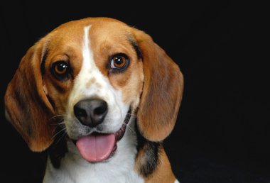 siyah arka plan üzerinde yetişkin erkek beagle