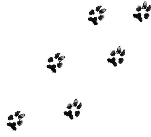 Black dog paw prints on white background — Stock Photo, Image