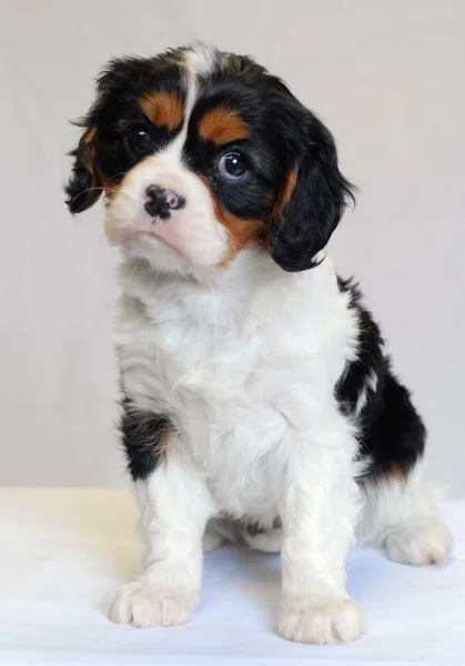 Dreifarbig cavalier king charles welpe — Stockfoto