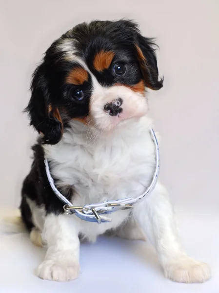 Tri color cavalier rey charles cachorro - líneas de campeón — Foto de Stock