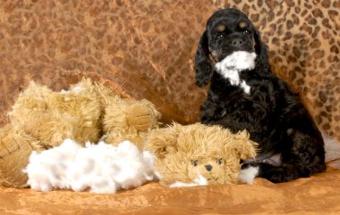 yaramaz köpek yavrusu